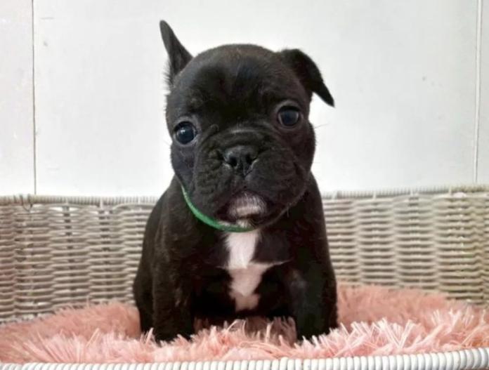 フレンチブルドッグ(三重県・男の子・2025/10/12・ブリンドル)の子犬情報! | 伊佐治 しのぶブリーダー(855)