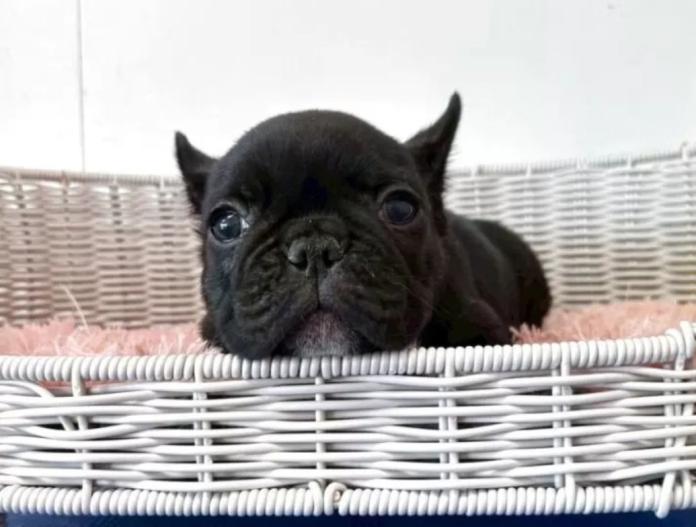 フレンチブルドッグ(三重県・男の子・2025/10/12・ブリンドル)の子犬情報! | 伊佐治 しのぶブリーダー(856)