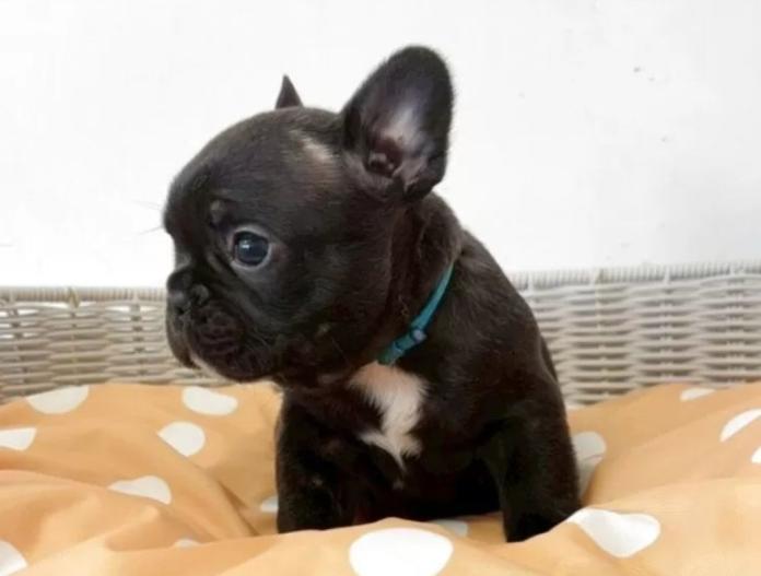 フレンチブルドッグ(三重県・男の子・2025/10/12・ブリンドル)の子犬情報! | 伊佐治 しのぶブリーダー(857)