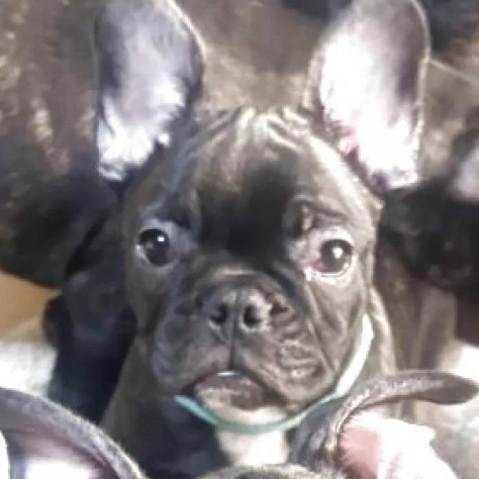 フレンチブルドッグ(三重県・男の子・2025/10/12・ブリンドル)の子犬情報! | 伊佐治 しのぶブリーダー(857)