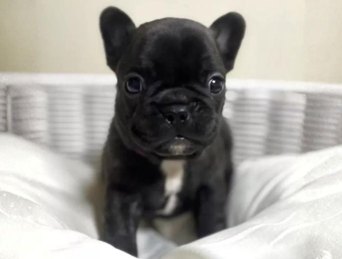 フレンチブルドッグ(三重県・女の子・2025/10/12・ブリンドル)の子犬情報! | 伊佐治 しのぶブリーダー(858)