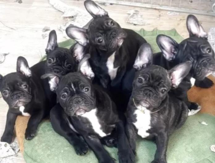 フレンチブルドッグ(三重県・女の子・2025/10/12・ブリンドル)の子犬情報! | 伊佐治 しのぶブリーダー(858)