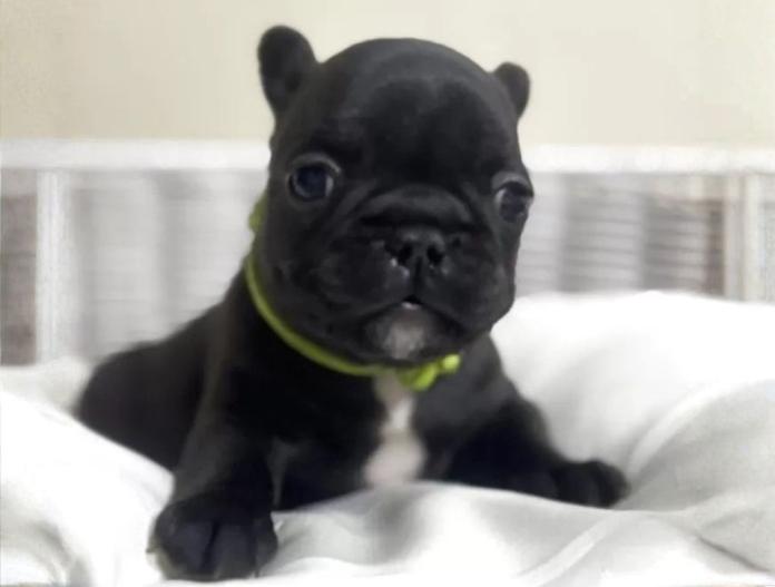 フレンチブルドッグ(三重県・女の子・2025/10/12・ブリンドル)の子犬情報! | 伊佐治 しのぶブリーダー(859)