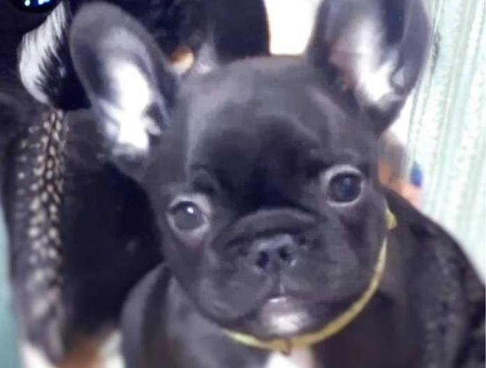 フレンチブルドッグ(三重県・女の子・2025/10/12・ブリンドル)の子犬情報! | 伊佐治 しのぶブリーダー(859)