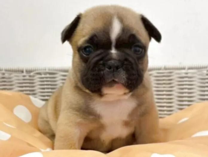 フレンチブルドッグ(三重県・男の子・2025/10/18・ブリンドル)の子犬情報! | 伊佐治 しのぶブリーダー(860)