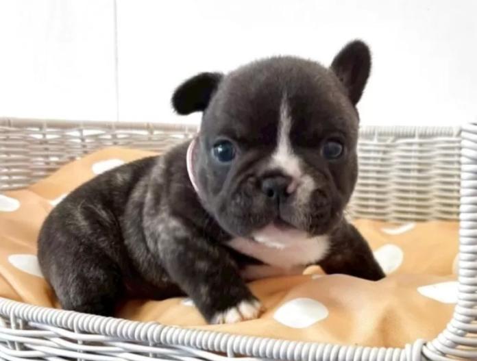 フレンチブルドッグ(三重県・男の子・2025/10/18・ブリンドル)の子犬情報! | 伊佐治 しのぶブリーダー(861)