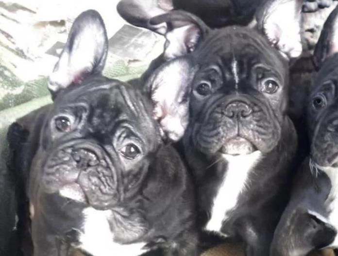 フレンチブルドッグ(三重県・男の子・2025/10/18・ブリンドル)の子犬情報! | 伊佐治 しのぶブリーダー(894)