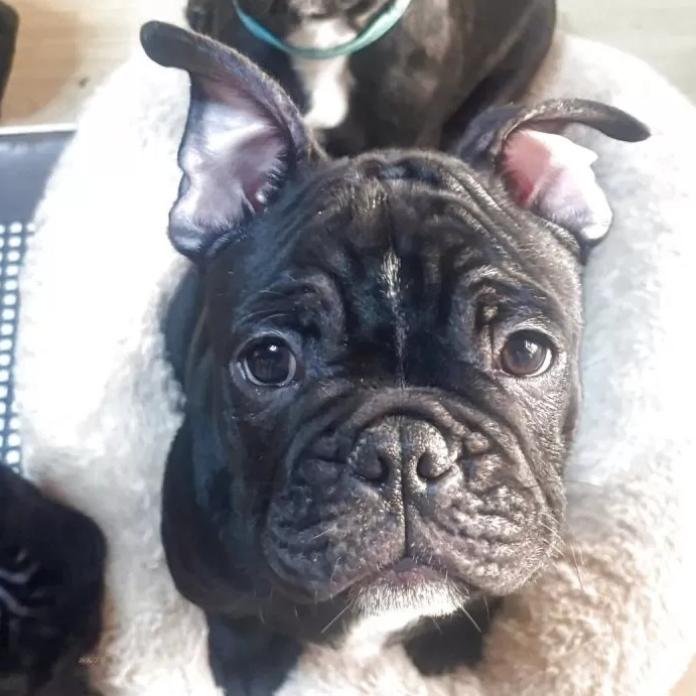 フレンチブルドッグ(三重県・男の子・2025/10/18・ブリンドル)の子犬情報! | 伊佐治 しのぶブリーダー(894)