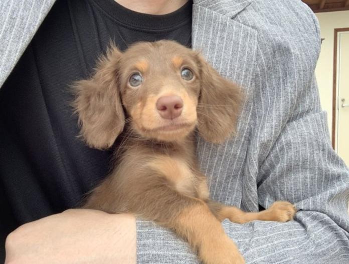 親犬のプロフィール画像