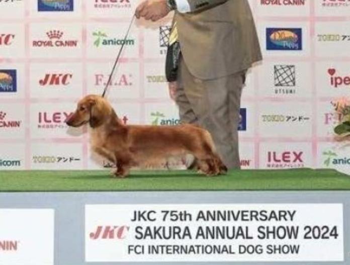 親犬のプロフィール画像