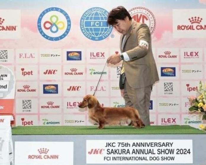 犬のプロフィール画像