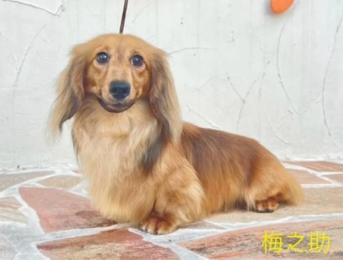 犬のプロフィール画像