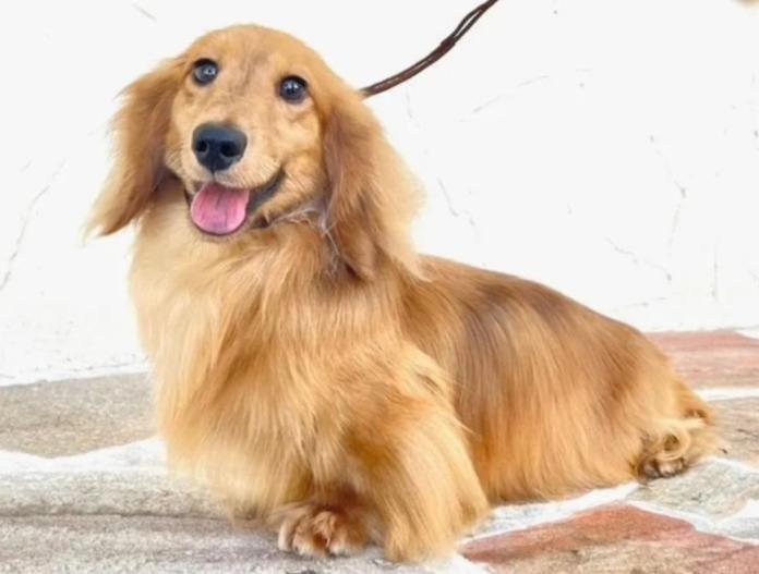 犬のプロフィール画像