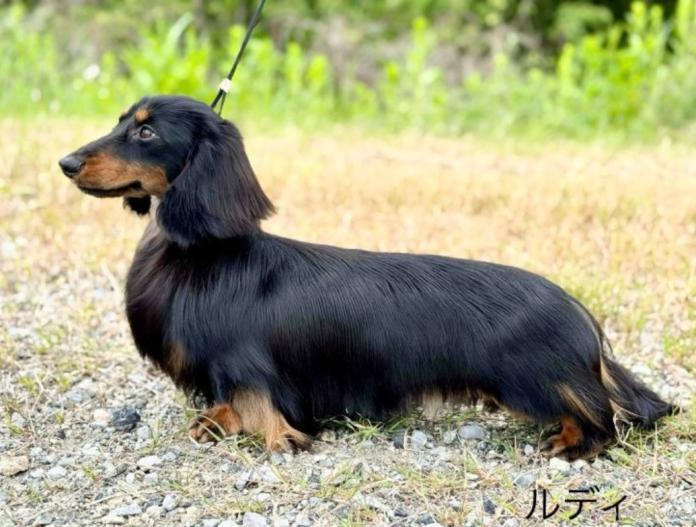 犬のプロフィール画像