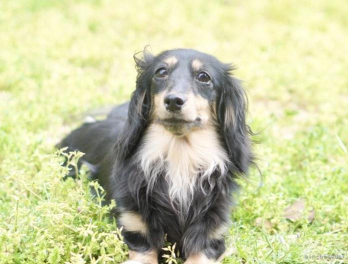 犬のプロフィール画像