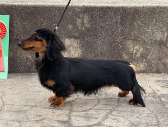 犬のプロフィール画像
