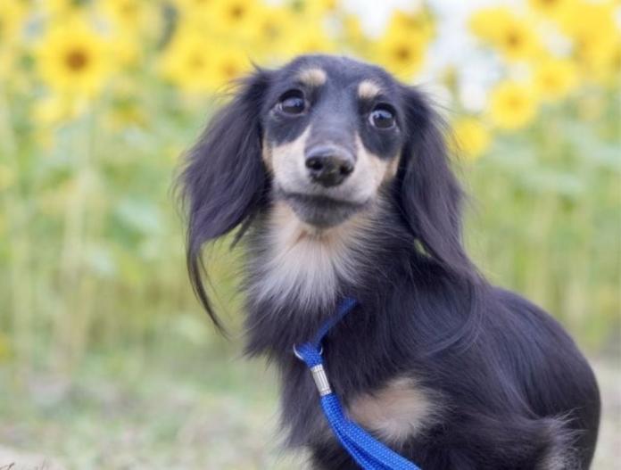 犬のプロフィール画像
