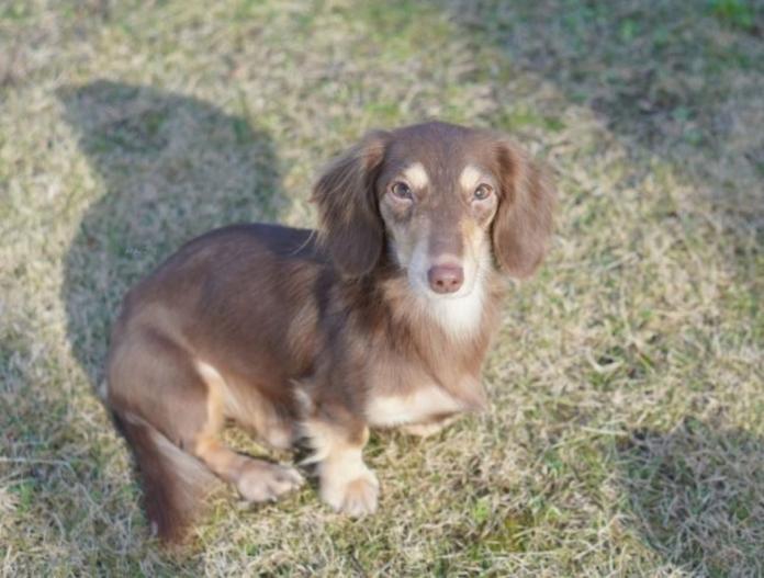 犬のプロフィール画像