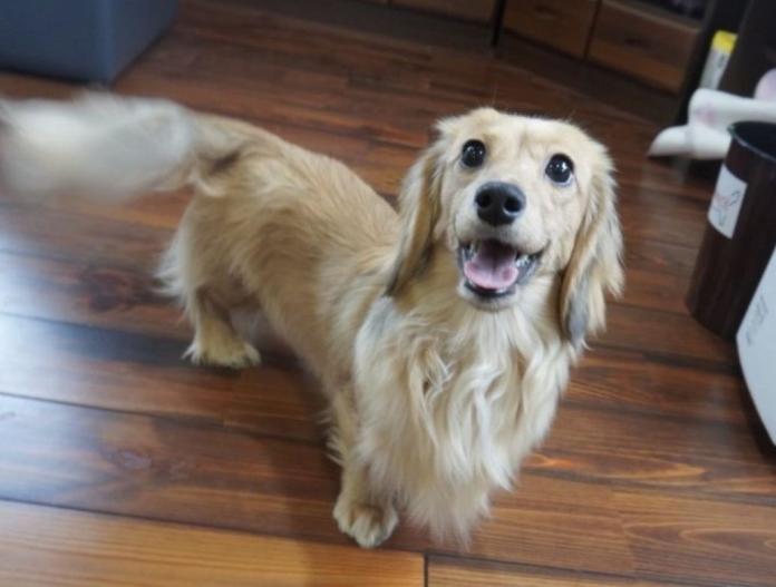 親犬のプロフィール画像