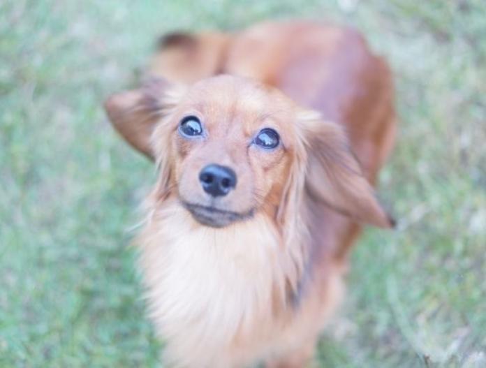 犬のプロフィール画像