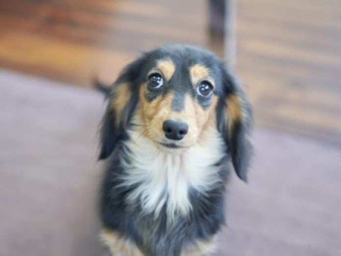 犬のプロフィール画像