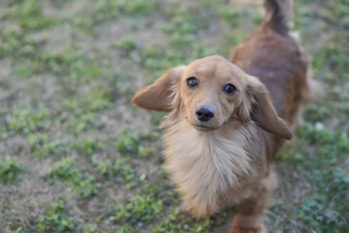 犬のプロフィール画像