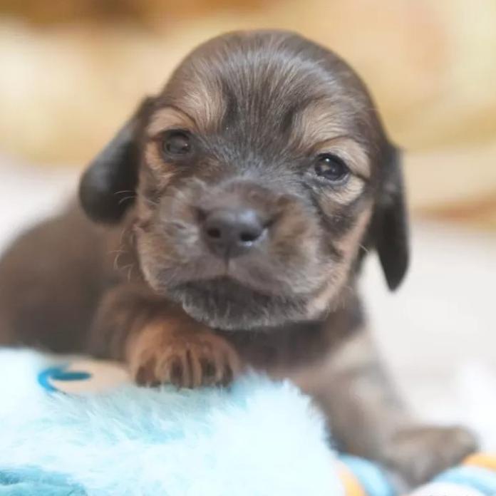 カニンヘンダックスフンド(ロング)(滋賀県・男の子・2026/01/04・シェイテッドイエロー)の子犬情報! | 橋本 哲也ブリーダー(1096)