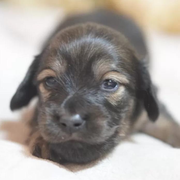 カニンヘンダックスフンド(ロング)(滋賀県・男の子・2026/01/04・シェイテッドイエロー)の子犬情報! | 橋本 哲也ブリーダー(1097)