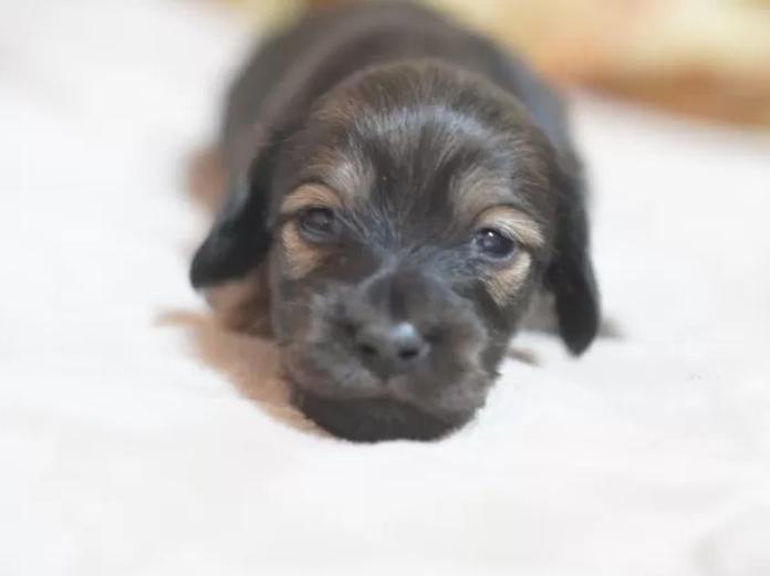 カニンヘンダックスフンド(ロング)(滋賀県・男の子・2026/01/04・シェイテッドイエロー)の子犬情報! | 橋本 哲也ブリーダー(1097)