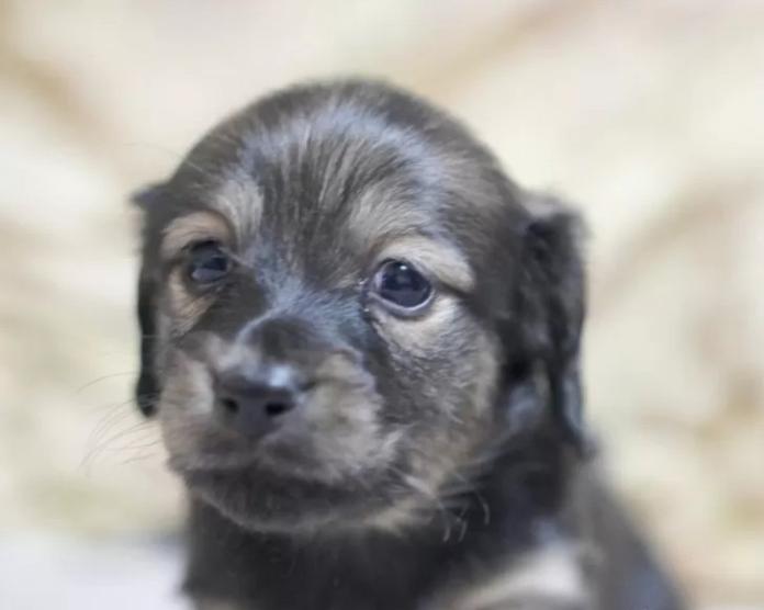 カニンヘンダックスフンド(ロング)(滋賀県・男の子・2026/01/04・シェイテッドイエロー)の子犬情報! | 橋本 哲也ブリーダー(1097)