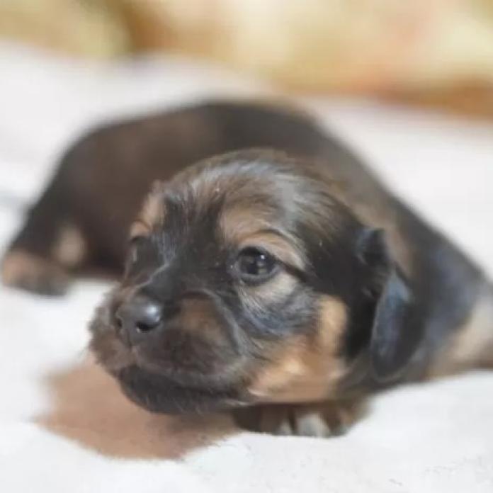 カニンヘンダックスフンド(ロング)(滋賀県・女の子・2026/01/04・シェイテッドイエロー)の子犬情報! | 橋本 哲也ブリーダー(1098)