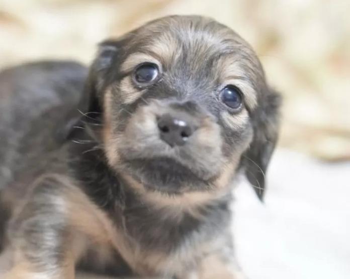 カニンヘンダックスフンド(ロング)(滋賀県・女の子・2026/01/04・シェイテッドイエロー)の子犬情報! | 橋本 哲也ブリーダー(1098)