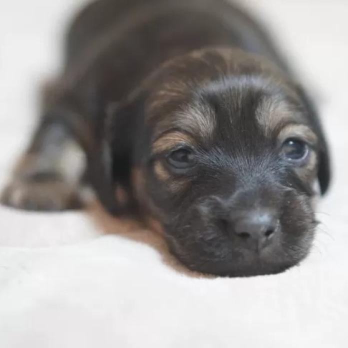 カニンヘンダックスフンド(ロング)(滋賀県・女の子・2026/01/04・シェイテッドイエロー)の子犬情報! | 橋本 哲也ブリーダー(1099)