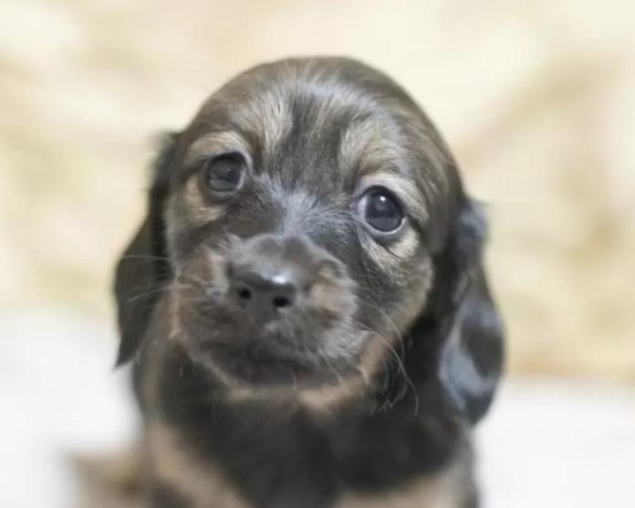 カニンヘンダックスフンド(ロング)(滋賀県・女の子・2026/01/04・シェイテッドイエロー)の子犬情報! | 橋本 哲也ブリーダー(1099)