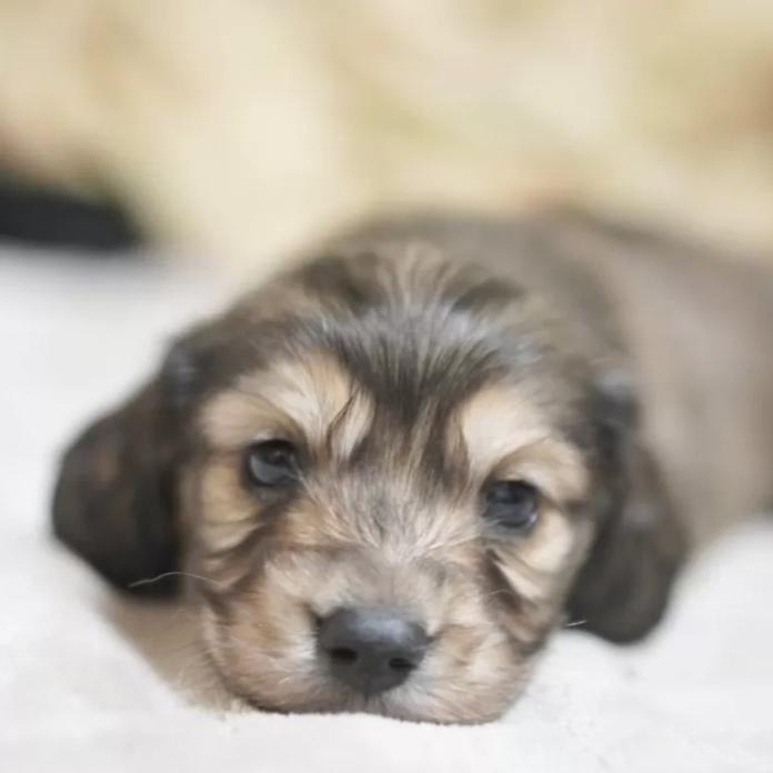 カニンヘンダックスフンド(ロング)(滋賀県・男の子・2026/01/08・シェイテッドイエロー)の子犬情報! | 橋本 哲也ブリーダー(1143)