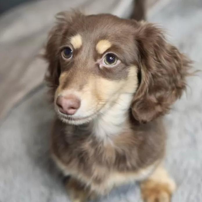 カニンヘンダックスフンド(ロング)(滋賀県・男の子・2025/10/25・チョコイエロー)の子犬情報! | 橋本 哲也ブリーダー(1221)