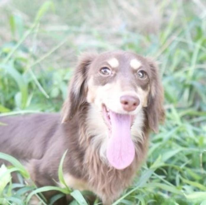 カニンヘンダックスフンド(ロング)(1221)の子犬情報
