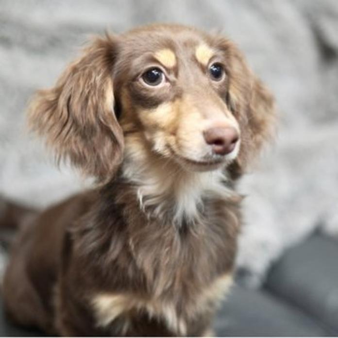 カニンヘンダックスフンド(ロング)(1221)の子犬情報