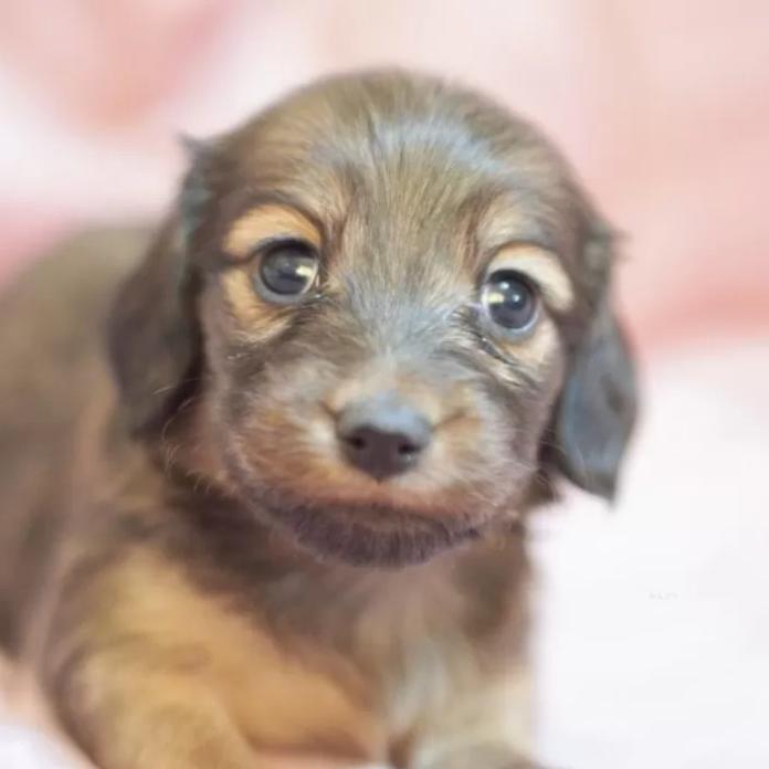 カニンヘンダックスフンド(ロング)(滋賀県・女の子・2026/01/31・シェイデッドイエロー)の子犬情報! | 橋本 哲也ブリーダー(1223)