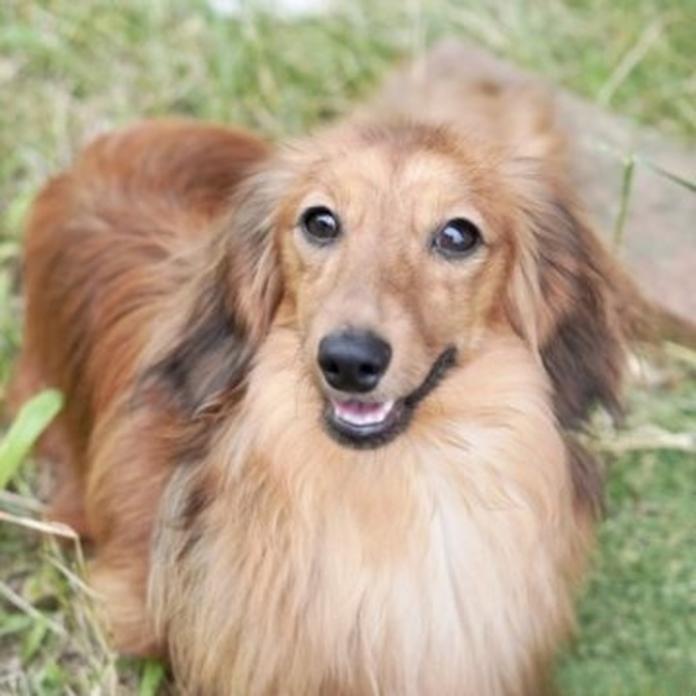 カニンヘンダックスフンド(ロング)(滋賀県・男の子・2025/08/03・シェイデッドイエロー)の子犬情報! | 橋本 哲也ブリーダー(1389)