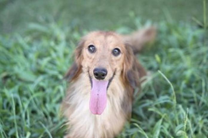 カニンヘンダックスフンド(ロング)(1389)の子犬情報