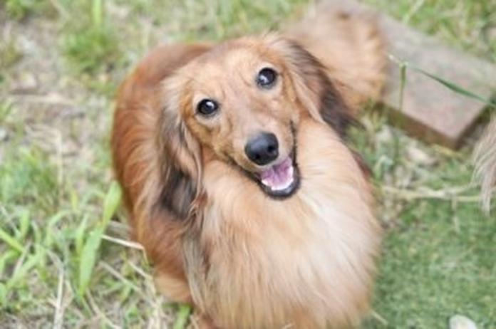 カニンヘンダックスフンド(ロング)(滋賀県・男の子・2025/08/03・シェイデッドイエロー)の子犬情報! | 橋本 哲也ブリーダー(1389)