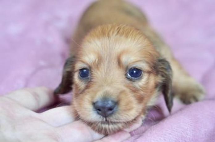 カニンヘンダックスフンド(ロング)(1570)の子犬情報