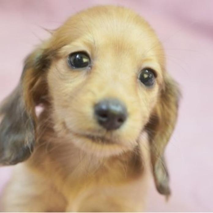 カニンヘンダックスフンド(ロング)(滋賀県・女の子・2026/06/05・レッド)の子犬情報! | 橋本 哲也ブリーダー(1570)