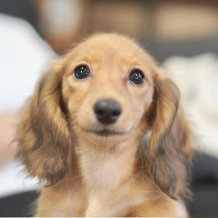 カニンヘンダックスフンド(ロング)(滋賀県・女の子・2026/06/05・レッド)の子犬情報! | 橋本 哲也ブリーダー(1570)