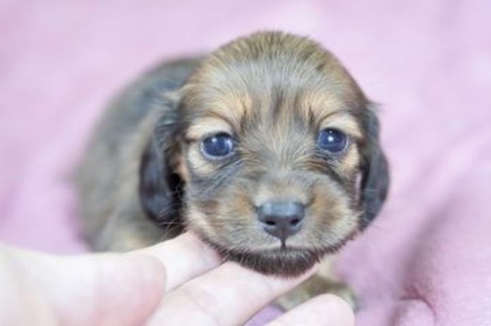 カニンヘンダックスフンド(ロング)(1571)の子犬情報