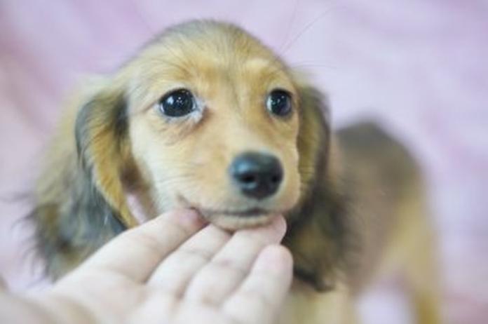 カニンヘンダックスフンド(ロング)(滋賀県・女の子・2026/06/05・シェイデッドイエロー)の子犬情報! | 橋本 哲也ブリーダー(1571)