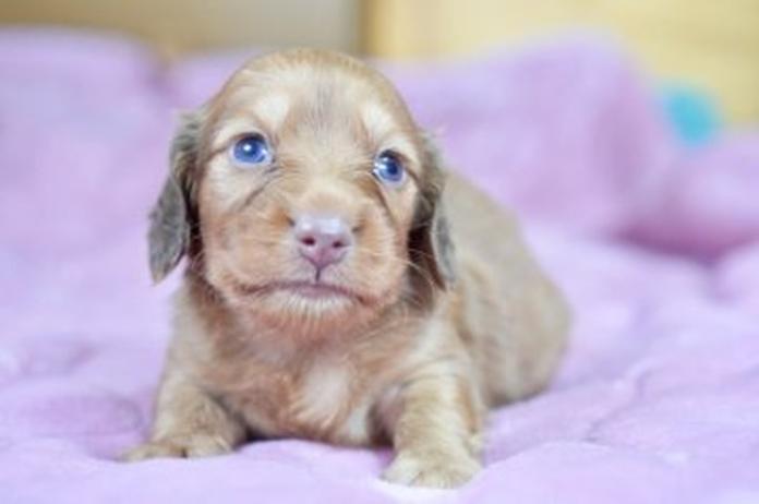 カニンヘンダックスフンド(ロング)(1572)の子犬情報