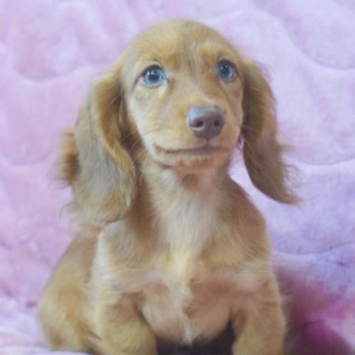 カニンヘンダックスフンド(ロング)(滋賀県・女の子・2026/06/05・レッド)の子犬情報! | 橋本 哲也ブリーダー(1572)