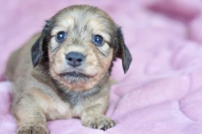 カニンヘンダックスフンド(ロング)(1573)の子犬情報